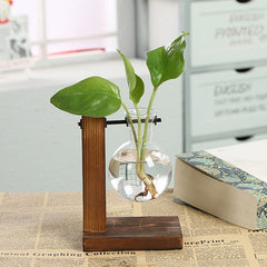 Hydroponic Transparent Plant Vases with green plant leaves suspended in water on a wooden stand on a table.
